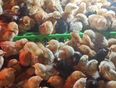 Редбро и Гризбар 