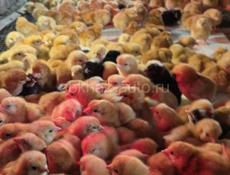 Редбро и Гризбар 