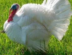 ИНДУШАТА 🦃ЗАЯВКИ 