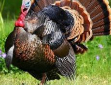 ИНДУШАТА 🦃ЗАЯВКИ 