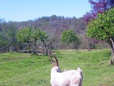 Продается коза!