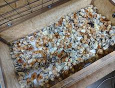 Продаю цыплят Редбро 5 дневные