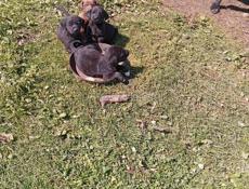 Щенки бесплатно