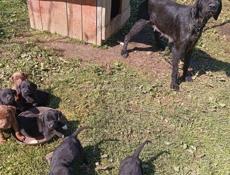 Щенки бесплатно