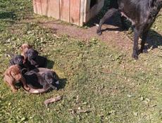 Щенки бесплатно