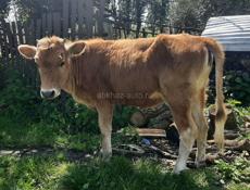 Продаётся тёлка 