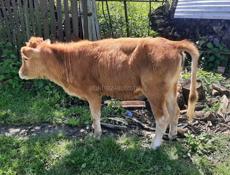 Продаётся тёлка