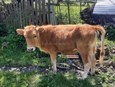 Продаётся тёлка