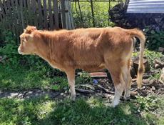 Продаётся тёлка