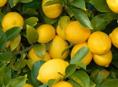 Крупные лимоны