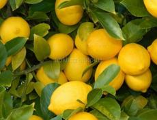 Крупные лимоны