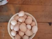 Продаю яйца домашние свежие