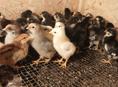 Продаются цыплята 7 дней
