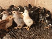 Продаются цыплята 7 дней