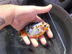 Прудовые карпы и караси 