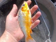 Прудовые карпы и караси 