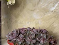 Эхеверия - суккуленты 