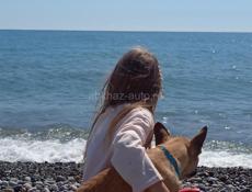 Щенок Французского бульдога