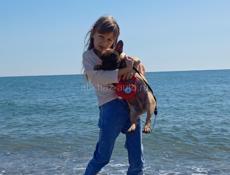 Щенок Французского бульдога