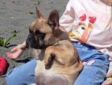 Щенок Французского бульдога