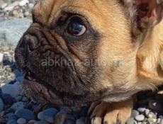 Щенок Французского бульдога