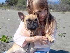 Щенок Французского бульдога