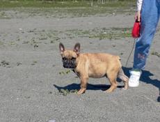 Щенок Французского бульдога