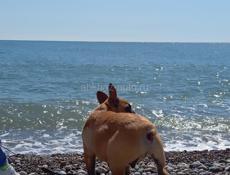 Щенок Французского бульдога