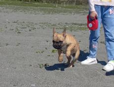 Щенок Французского бульдога