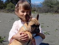 Щенок Французского бульдога