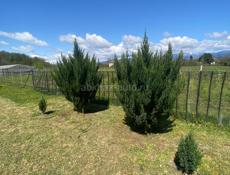 Туи цена договорная 