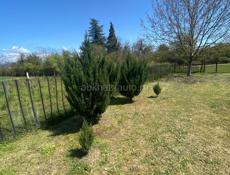 Туи цена договорная 