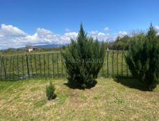 Туи цена договорная 