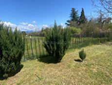 Туи цена договорная 