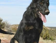 Немецкая овчарка срочная продажа ❗