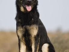 Немецкая овчарка срочная продажа ❗