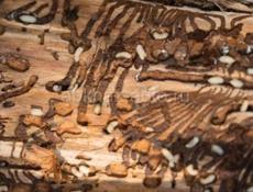 Уничтожение всех видов насекомых, грызунов