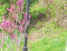 Плафоны уличные