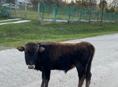 Продается. Бычок  