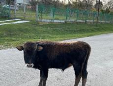 Продается. Бычок  