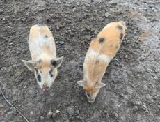 Продам поросят