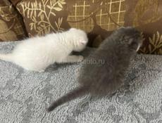 Вислоухие котята