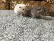 Вислоухие котята