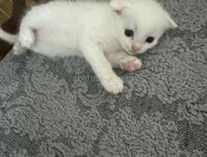 Вислоухие котята