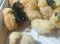 Цыплята 