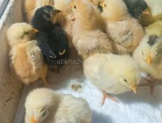 Цыплята 
