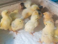 Цыплята 