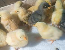 Цыплята 