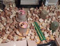 Продаю цыплят несушек 