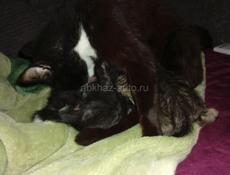 Дарю котят.